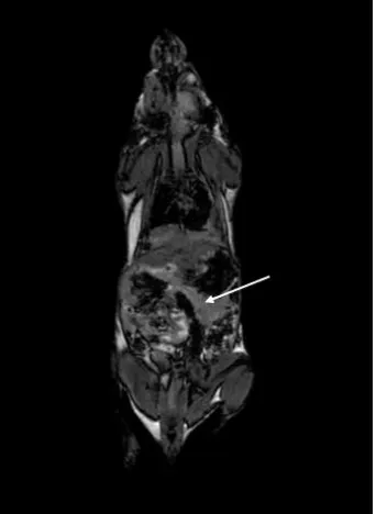 Figure 2. Tissue-to-background ROI ratio of 12-week-old NOD mice determined with 1.5 T MRI from ROIs placed in ROI ratio of paraspinal muscle was higher in mice injected with Gd-DTPA at 1 h post injection (IL-2-Gd-DTPA