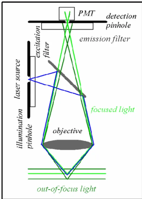 Figure 3Confocal optical pathwaysConfocal optical pathways. An illumination and a detec-tion pinhole are placed in the optical pathway