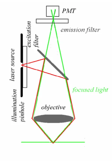Figure 4MPE simplified optical pathwaysMPE simplified optical pathways. In the MPE optical pathways the emission pinhole is removed since the only emitted light reaching the sensor is coming from the cur-rently point scanned volume in the sample