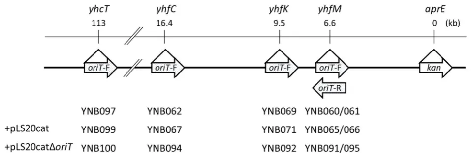 Fig. 1 Schematic representation of the integration of the loci of oriToriTLS20 and the kanamycin resistance gene of the donor strains