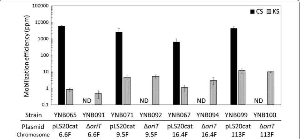 Fig. 4 Mobilization efficiencies of the kanamycin resistance gene at the containing both chloramphenicol and spectinomycin (CS), both kanamycin and spectinomycin (KS), and spectinomycin alone