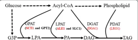 Fig. 1 Three Enzymes, GPAT, LPAT and DGAT, determine the TAG structure in the TAG biosynthetic pathway