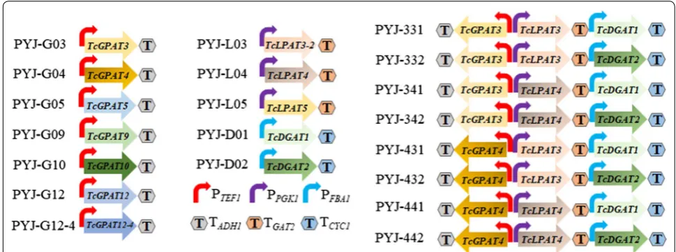 Fig. 2 Schematic organization of cocoa gene expression cassettes in each of the expression plasmids