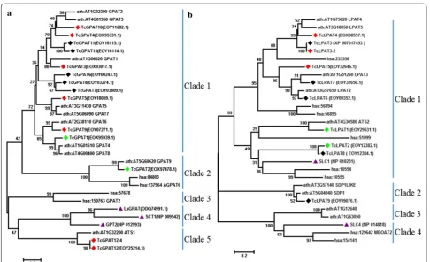 Fig. 3 Phylogenetic analysis of GPAT (a) and LPAT (b) amino acid sequences with an unrooted tree