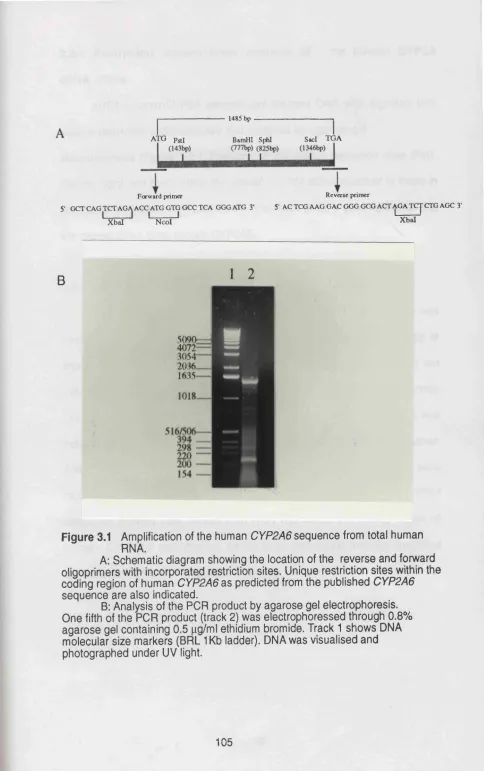 Figure 3.1 Amplification of the human CYP2A6 sequence from total human 