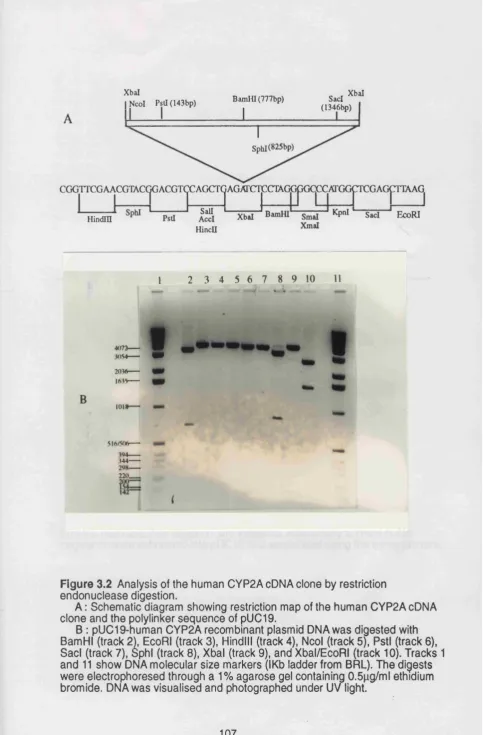 Figure 3.2 Analysis of the human CYP2AcDNA clone by restriction endonuclease digestion.