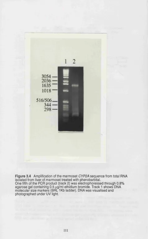 Figure 3.4 Amplification of the marmoset CYP2A sequence from total RNA isolated from liver of marmoset treated \with phénobarbital.