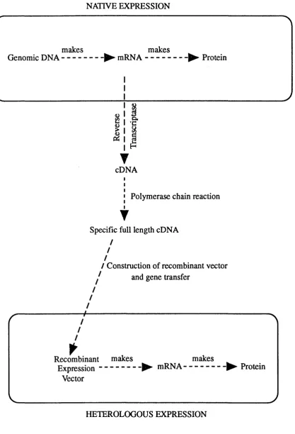 Figure 1.5 Cloning of specific DNA sequences and their subsequent expression in heterologous cell.