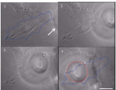 Figure 6. A typical example of scanning electron microscopy images. A carbon fiber before (a) and after (b) the laser illumi-nation is shown