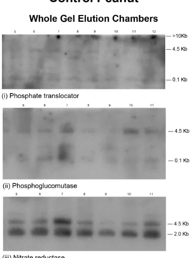 Figure 2. Population distributionfor the RNAs synthesized by the GDH charge isomers of control peanut