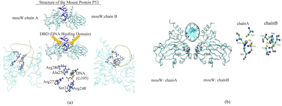 Figure 1. The side and top views of the p53 mouse protein (PDB entry file: 3EXJ). For the p53 protein structure, two DNA chains (A and B) are shown along with two catalytic centers [Zn(CYS)3(HIS)1] of the zinc-binding interface (zinc is shown as gray spher