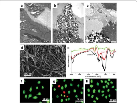 Fig. 9 TEM of IBS2-filled bone defects after 8 weeks (a-c).the SWCNTs (biphasic calcium phosphate; FE-SEM: scanning electron microscopy; SWCNTs: single-walled carbon nanotubes; IR: infrared spectra; C/S-C:image of purified SWCNTs;biological apatite (Ap) be