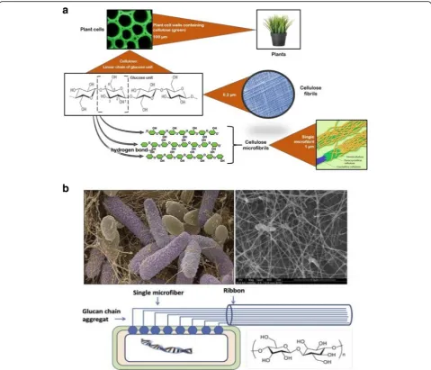 Fig. 2 Structure of cellulose and bacterial cellulose.xylinum a structure of cellulose fibrils (0.2 μm) and microfibrils (1 μm); b SEM images of Acetobacter and formation of bacterial cellulose [53] SEM: Scanning electron micrograph