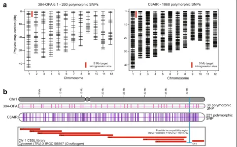 Fig. 6 Comparison of the use of 384-SNP Golden Gate assay (OPA 6.1) and C6AIR genotyping platforms for foreground and background selection.CSSL selection targeting overlapping introgressions on Chromosome 1 in the Cybonnet X IRGC105567 library using the 38
