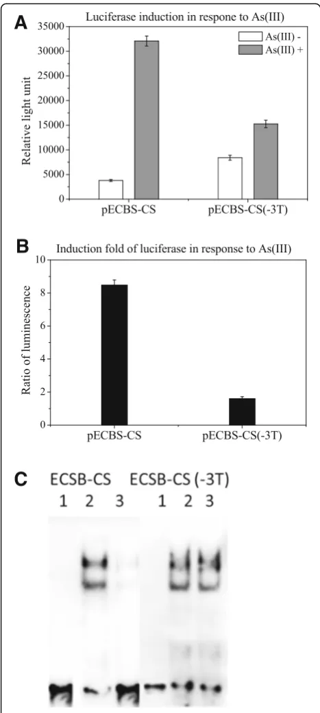 Fig. 3 Analysis of ECBS-CS and ECBS-CS(− 3 T) using luciferase andEMSA. A: Luciferase activities ratios of untreated to arsenic-treatedcells were determined