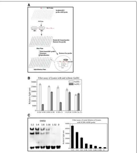 Fig. 4 Filter assay.ECBS-CS(DH5 a: Schematic diagram of the filter assay comprising 3 steps; the biotin-labeled (* indicates biotin labeled) probe BS1 (BindingSequence) was first mixed with lysates; BS1 probe bound to the protein in the cell lysate to form