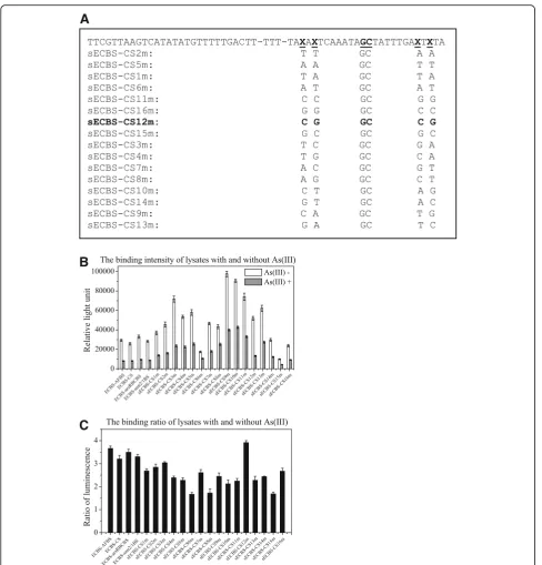 Fig. 5 Filter assay and luciferase analysis of probes with alterations at the nonconsensus base pairs