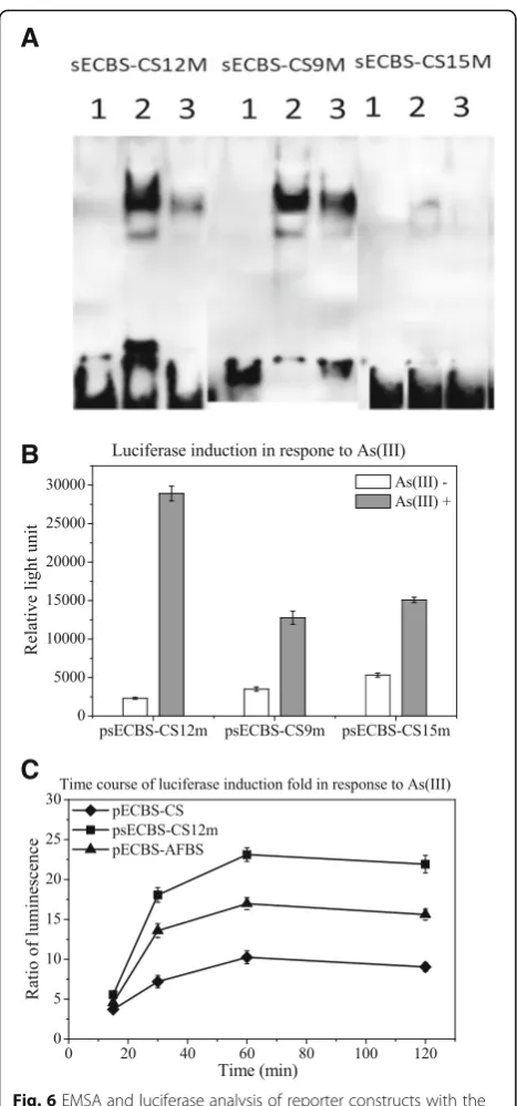 Fig. 6 EMSA and luciferase analysis of reporter constructs with theinduction of pECBS-CS12m (square) transformed cells pre-treatedwith 10compared with pECBS-AFBS (triangle) and pECBS-CS (diamond)