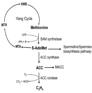 Figure 1 Pathway of ethylene biosynthesis in climacteric fruits.  