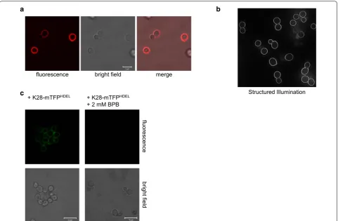 Table 2 Cell wall binding properties of various fluorescent K28 variants