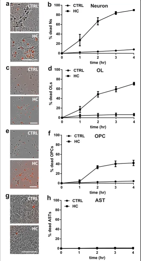Fig. 1 Human complement (HC) is toxic to mouse neurons andoligodendrocytes in monocultures