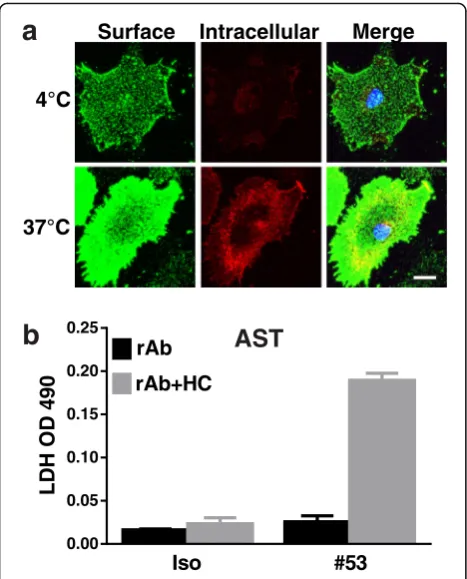 Fig. 3 AQP4-specific NMO rAb #53 causes rapid damage to mouseastrocytes in the presence of HC
