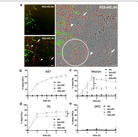 Fig. 4 Kinetics of neuron, OL, and OPC loss in the presence of NMO rAb #53-mediated astrocyte injury.Statistical analyses were performed by multiple unpaired StudentIncuCyte (right) images of neuroglial mixed culture treated with rAb #53 plus 5% HC in the 