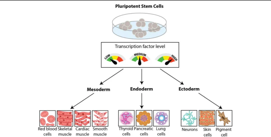 Fig. 1 Tools in synthetic biology to drive stem cell differentiation. Genetic tools built by synthetic biologists enable tight control of geneexpression that allow the dynamic control of transcription factor expression in stem cells