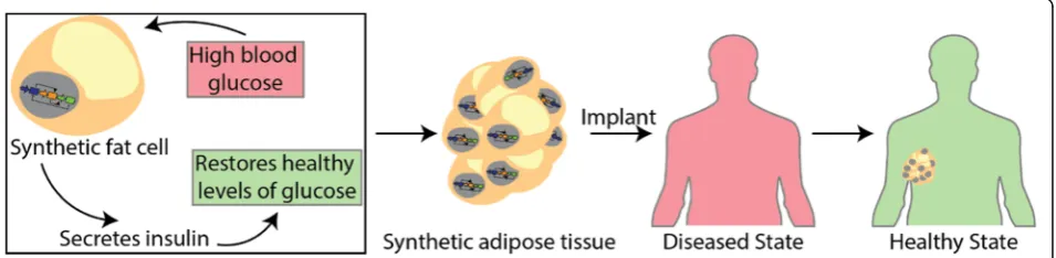 Fig. 2 Engineering synthetic tissues for employing personalized medicine. Engineering synthetic fat tissue for regulating blood glucose levels indiabetic patients will likely be a reality in the near future