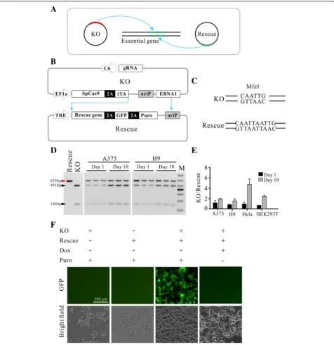 Fig. 1 Establishment of the knockout-rescue system with double episomal vectors. a Schematic of the krCRISPR system design