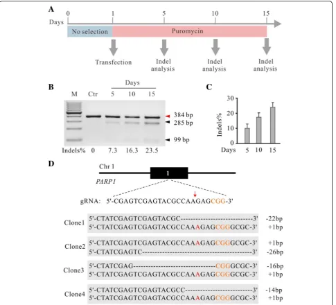 Table 1 Efficiency of genome editing for single cell-derivedclones