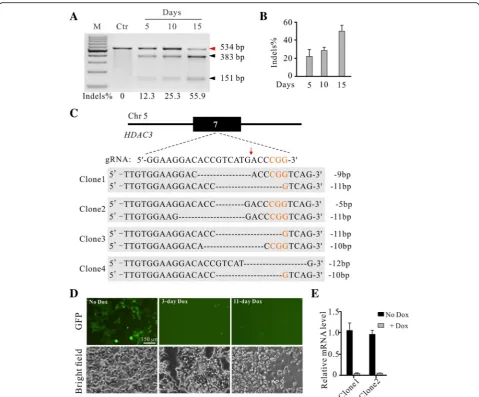 Fig. 3 Generation of HDAC3 knockout-rescue cell lines. a Representative gel pictures of T7E1 assay for detection of indels at HDAC3 sitesin HEK293T cells