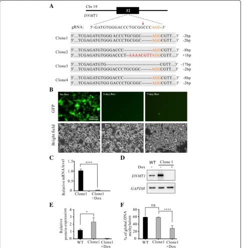 Fig. 4 Generation ofmean ± SEM).with or without Dox for a single cell-derived clone (Expression of GFP was inhibited by addition of Dox for 3 days