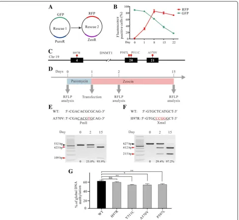 Fig. 5 The krCRISPR system enabled analysis of the effects of DNMT1 mutation on DNA methylation