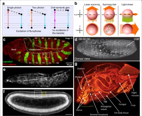 Fig. 3 Imaging technologies open doors to deeper insights of Drosophila. a Single-photon (confocal) microscopy and multi-photon microscopy