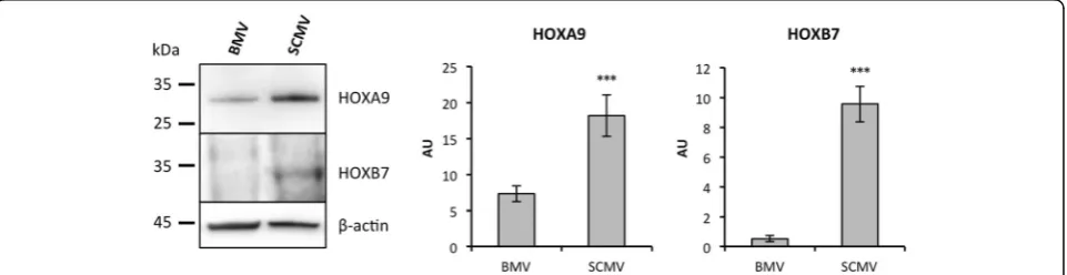 Table 3 Basal differential Hox gene expression in BMECscompared to SCMECs