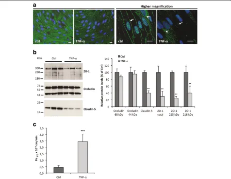 Table 4 TNF-α modulated expression of genes encoding TJproteins in BMECs and SCMECs