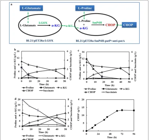 Fig. 6 The two strain coupling whole-cell system to supply α-KG from l-glutamate to produce CHOP