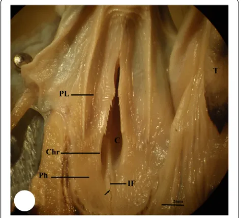 Fig. 1 Photomicrograph of the buccal cavity of kestrel shows palateregion (PL), choana (C), pharyngeal region (Ph), infundibular fissure(IF), choana ridges (Chr), margins of infundibular fissure (arrow) withpapillae, and tongue (T)