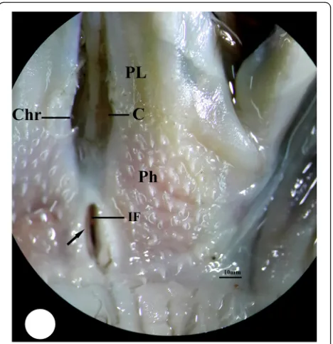 Fig. 3 Photomicrograph of the buccal cavity of hoopoe showspalate region (PL), choana (C), pharyngeal region (Ph), infundibularfissure (IF), choana ridges (Chr), and margins of infundibular fissure(arrow) with papillae