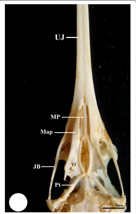 Fig. 6 Photograph of ventral surface of skull of common moorhenshows upper jaw (UJ), the maxillary process of the palatine bone(Map), maxillopalatineprocess (MP), vomer bone (V), choana fossa(Fc), ventral crest (Vc), dorsal crest (Dc), ventral fossa (Vf), Pterygoid(Pt), and parasphenoid (Sph)
