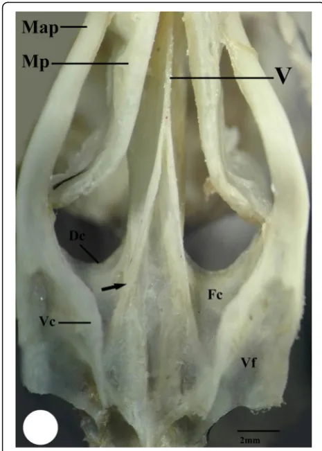 Fig. 7 High magnification of ventral surface of skull of commonmoorhen shows the maxillary process of the palatine bone (Map),maxillopalatine process (MP), vomer bone (V), choana fossa (Fc),medial crest (arrow), ventral crest (Vc), and ventral fossa (Vf)