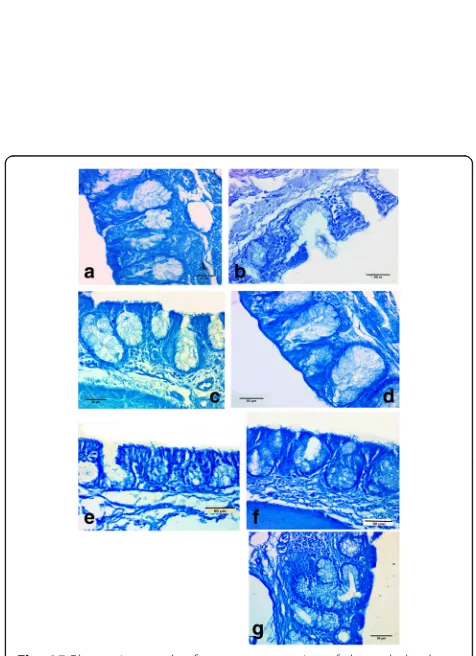 Fig. 14 Photomicrograph of a transverse section of choanal gland,in kestrel with PAS-Alcian blue, a b in hoopoe with PAS, c in commonmoorhen with PAS, d in kestrel with bromophenel blue, e incommon moorhen with bromophenel blue, and f in hoopoe withbromophenel blue
