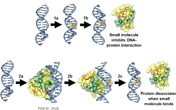 Figure 1.2 Small molecule inhibition of protein-DNA interactions. (1a-1b) Direct inhibition of DNA-protein interaction by small molecule binding and (2a-2c) indirect inhibition of DNA-protein interaction through allostery
