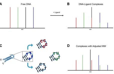 Figure 1.6 Adjustment of DNAs to achieve different molecular weights for ESI-MS. Target base pair sites in the stem of the DNA are preserved