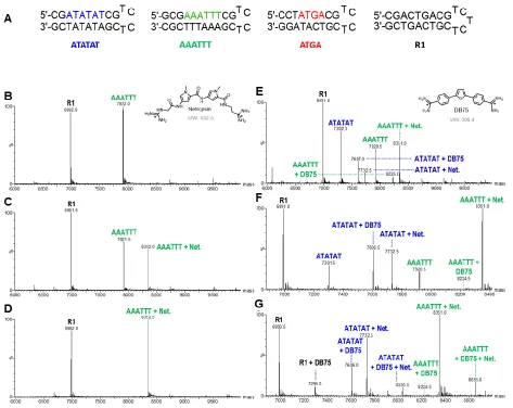 Figure 2.1 Spectra of mixed DNA sequences forming complexes with DB75 and Netropsin.  (A) DNA sequences used to simultaneously test binding of multiple sequences: ATATAT, AAATTT, ATGA, and R1