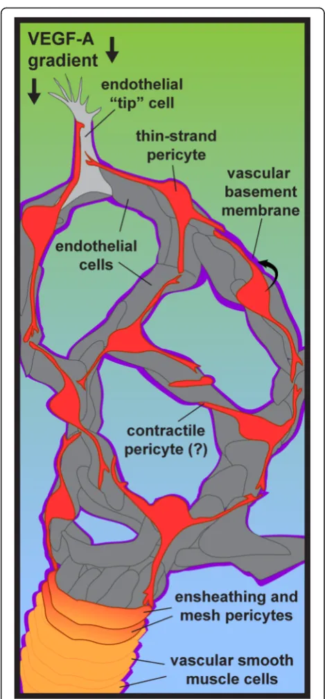 Fig. 1 Simplified schematic of pericytes within the microcirculation.During angiogenic remodeling of microvessels, pericytes migrate alongendothelial “tip” cells and secrete extracellular matrix components into thevascular basement membrane
