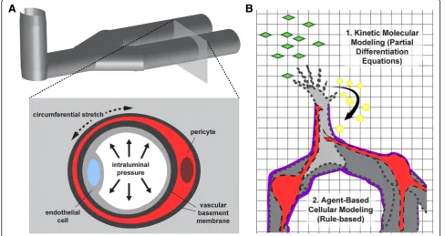 Fig. 2 Microvascular bioengineering applications in which pericyte incorporation is relevant.bnumerous questions regarding pericyte biology including their response to intraluminal pressure dynamics and associated circumferential stresses