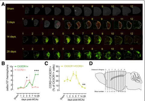 Fig. 1 Spatio-temporal profile of CX3CR1after MCAo and in sham mice. Infarct volume was outlined in serial cresyl violet stained sections 3 days after MCAo and overlaid on fluorescentimages (dotted line).after MCAo (GFP/+ and CCR2RFP/+ Mo/MΦ infiltration a
