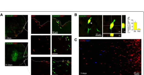 Fig. 2 Morphological diversity of CX3CR1ischemic lesion (GFP/+ and CCR2RFP/+ infiltrating Mo/MΦ